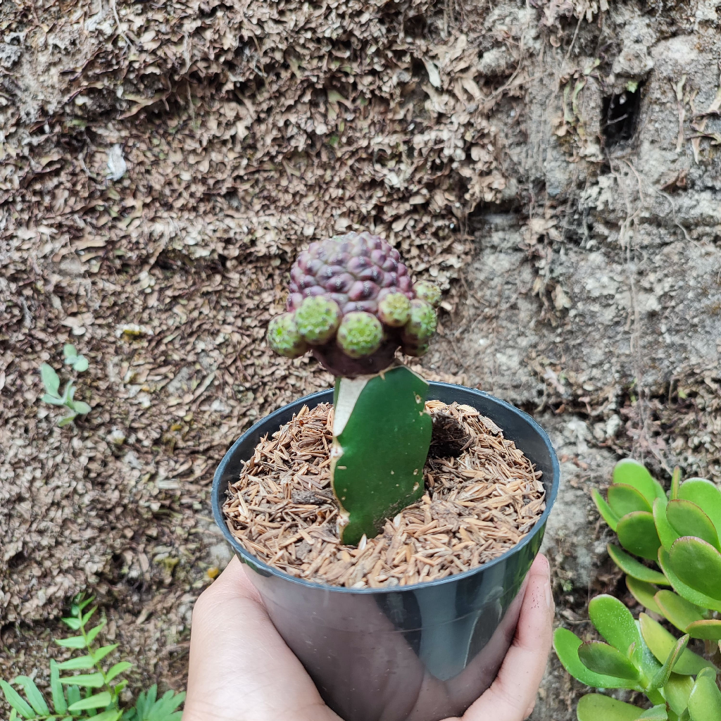 Grafting Sulcorebutia | DP 10 Cm | Kaktus