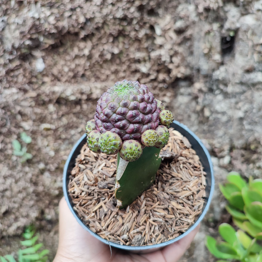 Grafting Sulcorebutia | DP 10 Cm | Kaktus