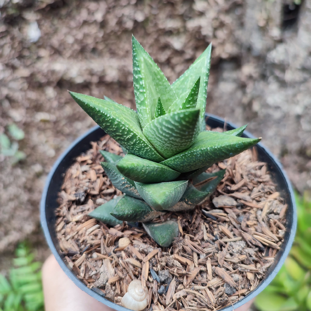 Haworthia 3 | DP 10 Cm | Haworthia