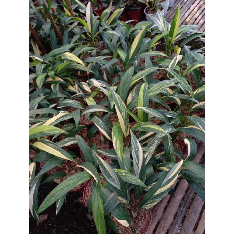 epipremnum amplisimum aurea amplisimum yellow variegated