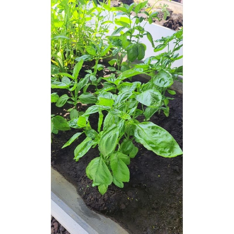 Tanaman Basil / Thai Basil