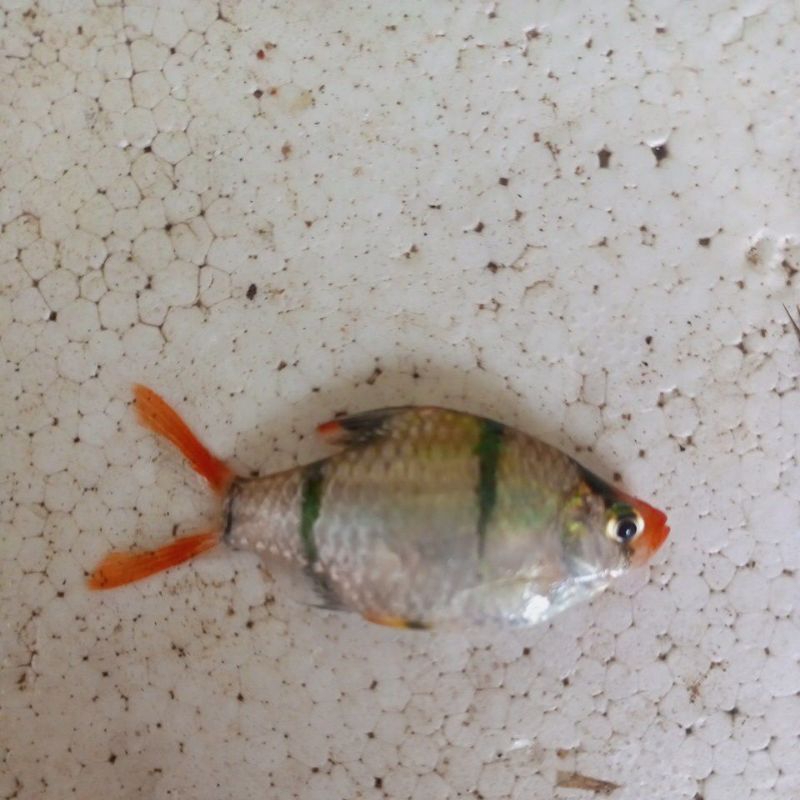 Ikan Tiger barb