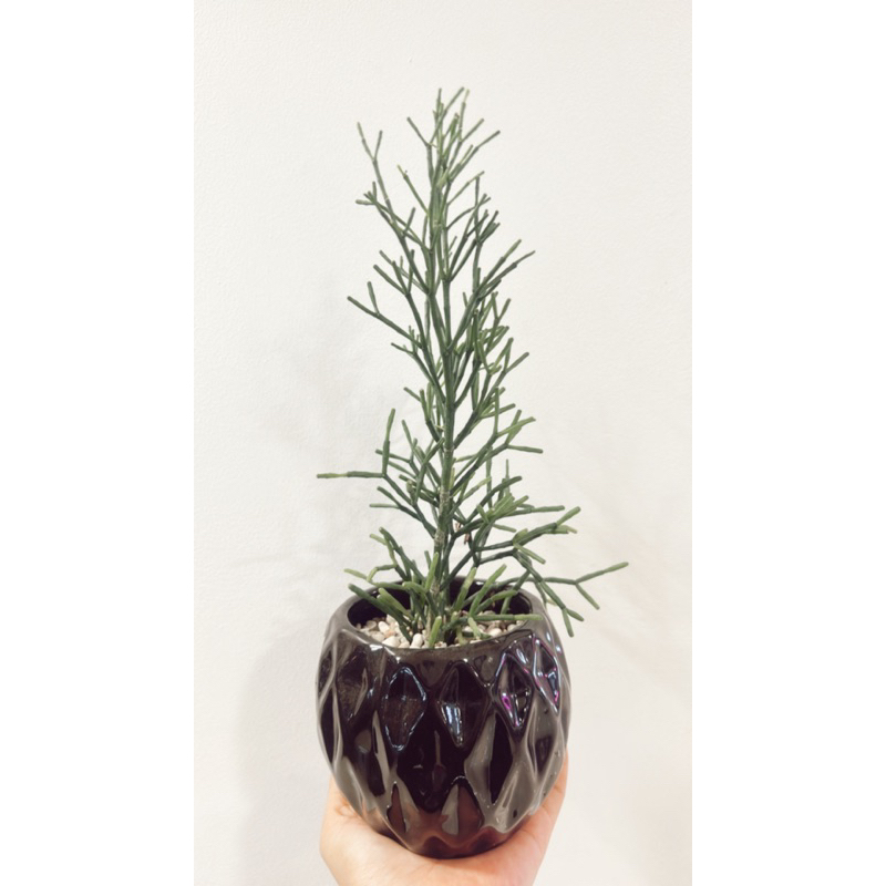 euphorbia tirucalli / sukulen / tanaman estetik / tanaman dekorasi rumah