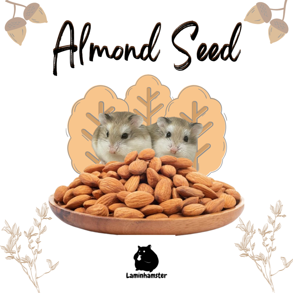 

Almond Seed / Biji Almond - Snack Hamster