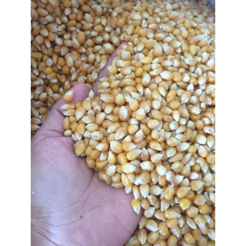 

jagung popcorn 500gr