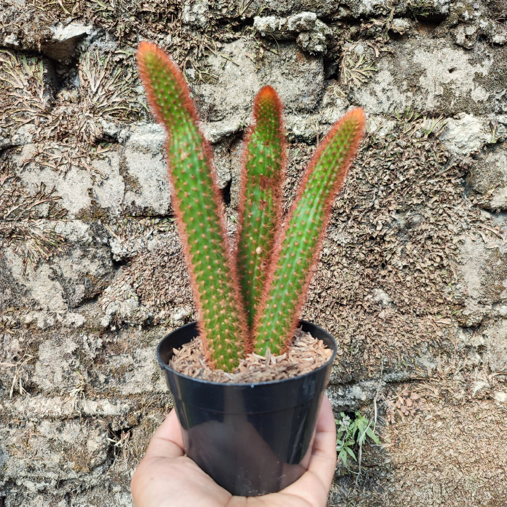 Cleistocactus Red | DP 10 Cm | Kaktus