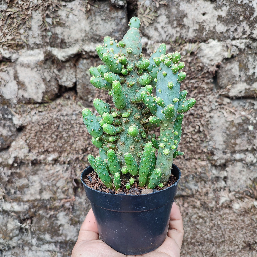 Opuntia Monbusta | Monachanta x Robusta | DP 10 Cm | Kaktus