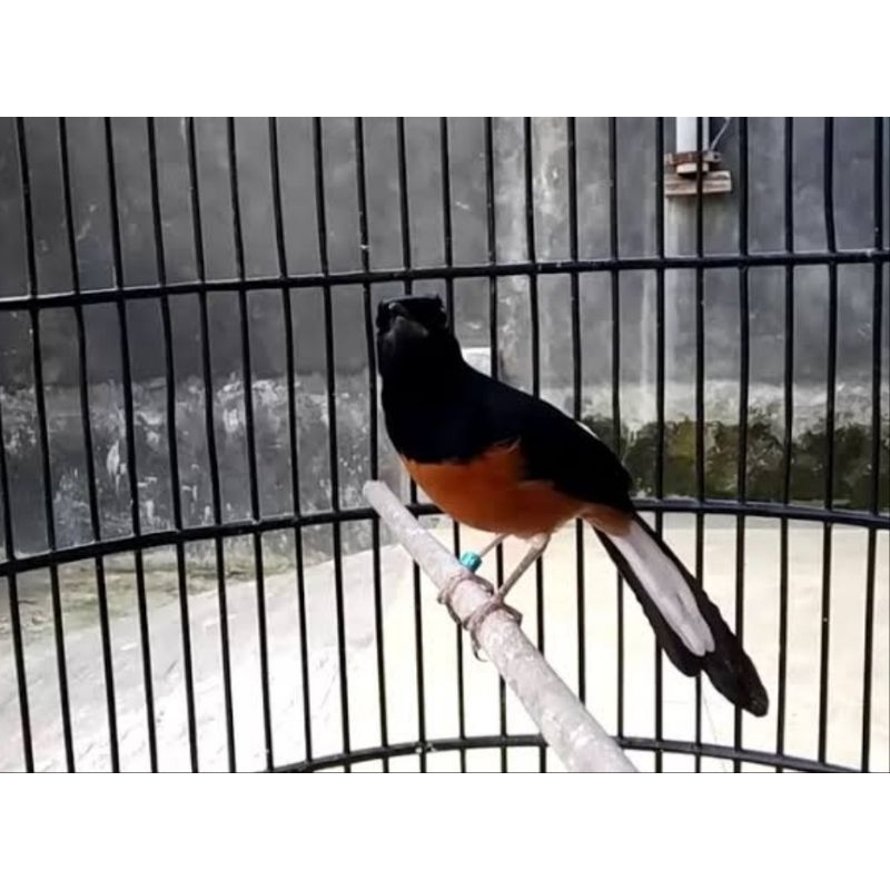 MURAI MEDAN NON GEMBUNG JANTAN DEWASA SIAP TERNAK