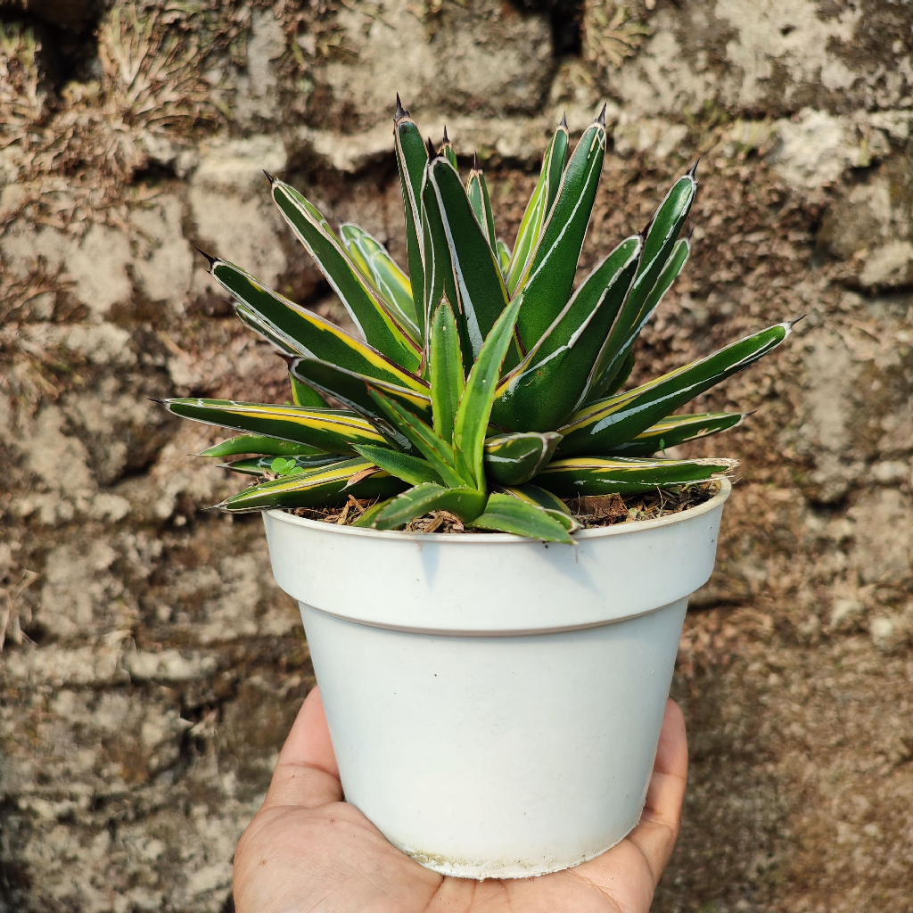 Agave Victoria Variegated Yellow | DP 15 Cm | Agave