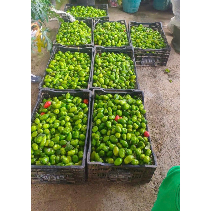 

cabe gendot 1 kg