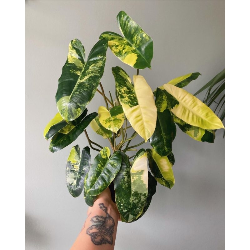 Philodendron Burlemarx variegata / Philo burlemak varigata / pilo berlemak var burlemax