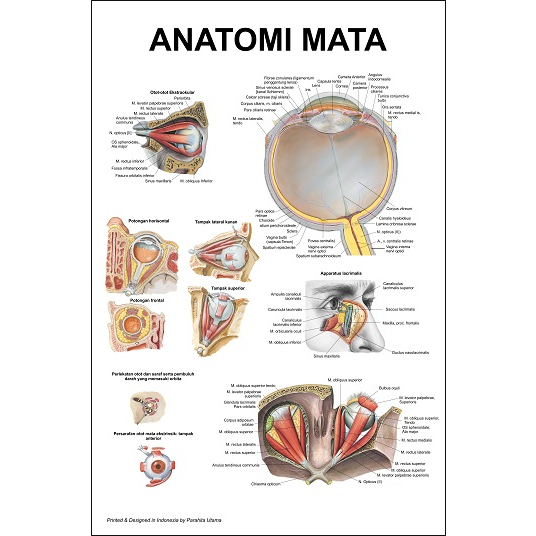 Poster Chart 50 x 70 Lokal