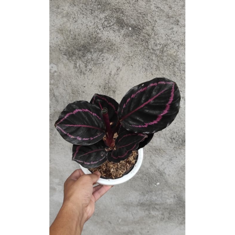 Calathea black lipstik dewasa