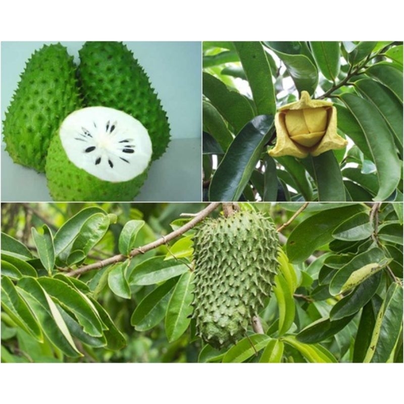 Bibit Tanaman Sirsak Madu pembiakan Okulasi/cangkok Siap tanam