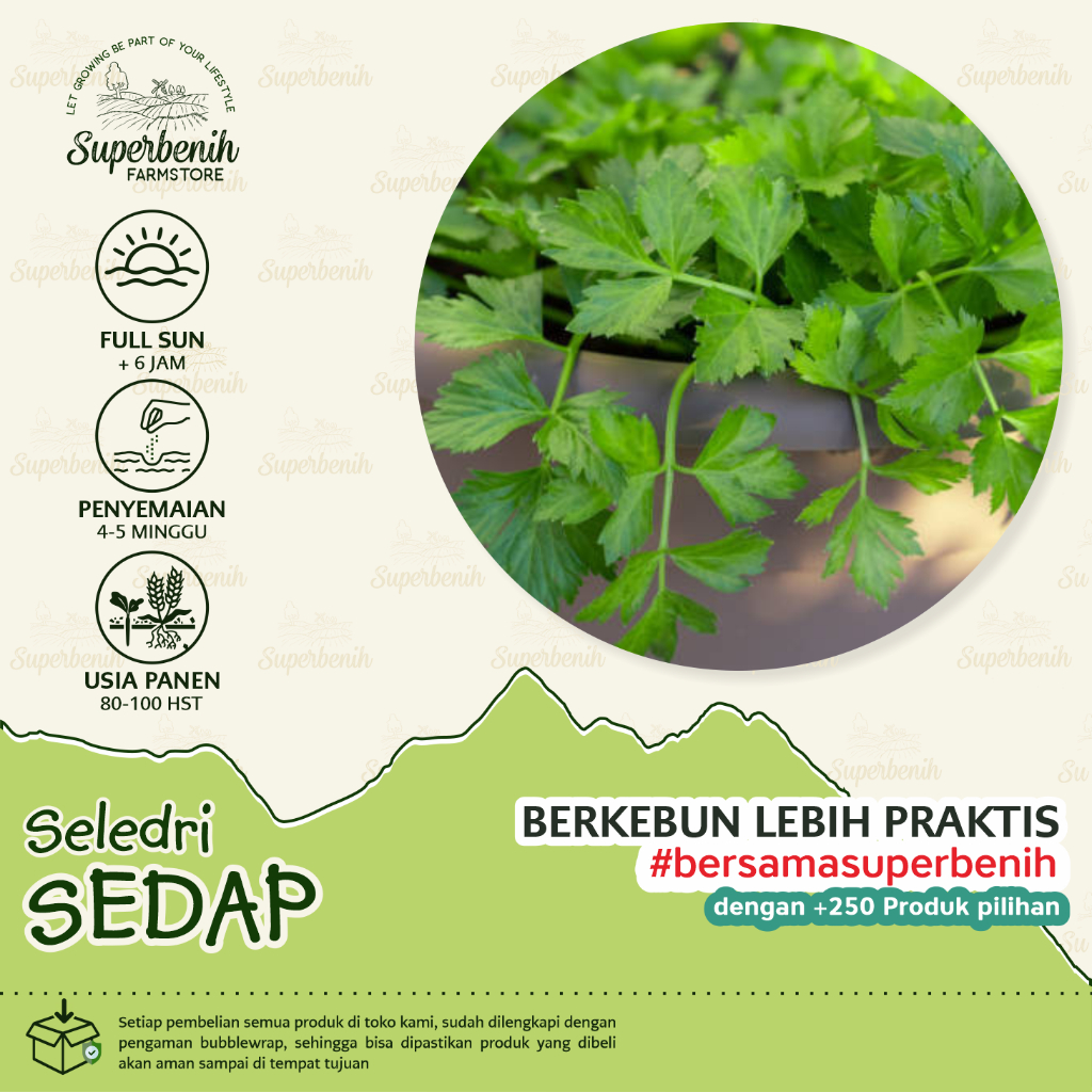 500 Biji - Benih Seledri sayur SEDAP