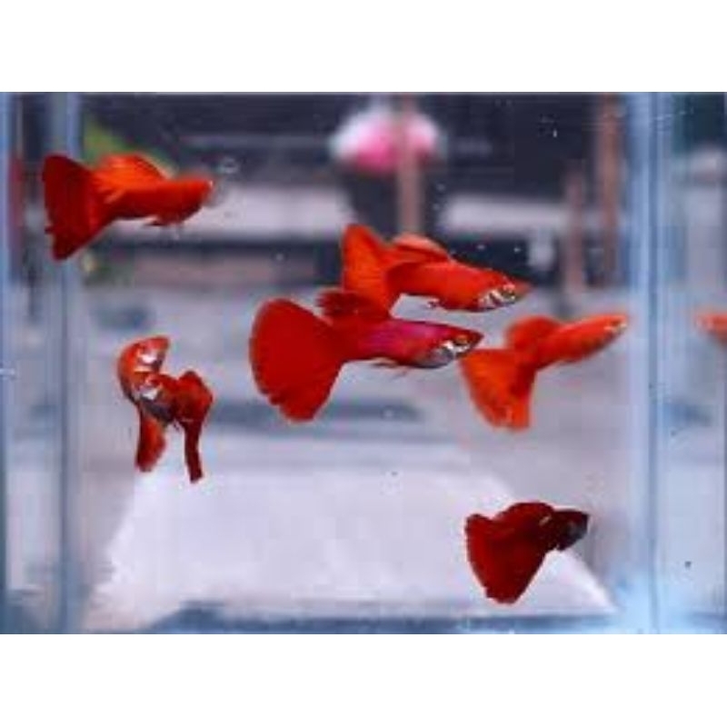 

guppy halmon red
