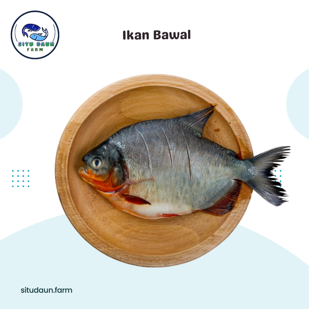 

Ikan Bawal (940-950 Gr)