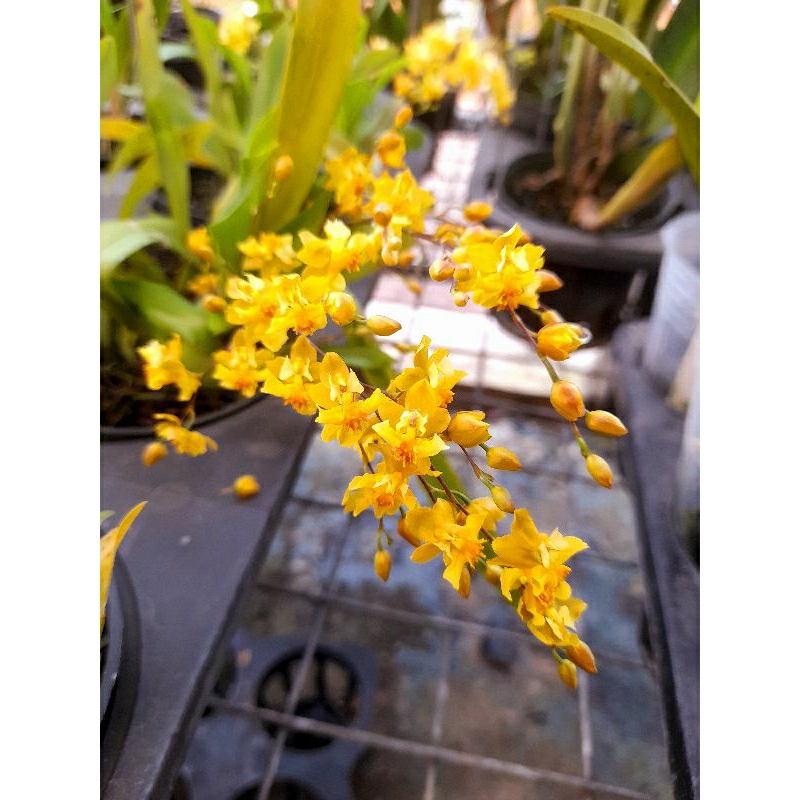 oncidium mini twingkle