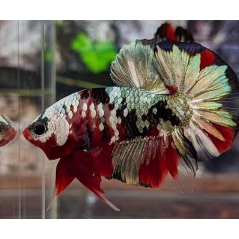 cupang plakat Nemo Cooper