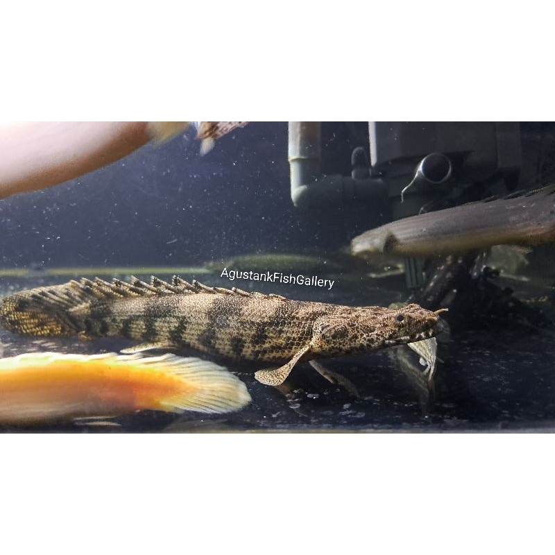 Palmas Endlycheri Size 25cm