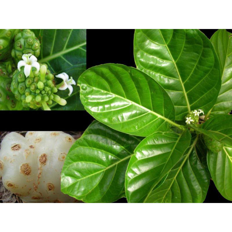 

daun mengkudu daun pohon pace herbal