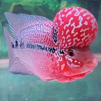 Burayak Super Red Dragon Louhan Jenong 3 cm thailand