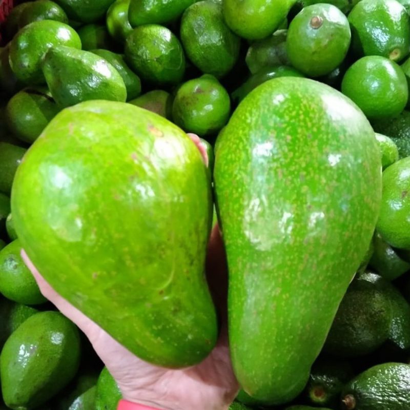 

Alpukat mentega premium legit dan tebal kemasan 500 gr