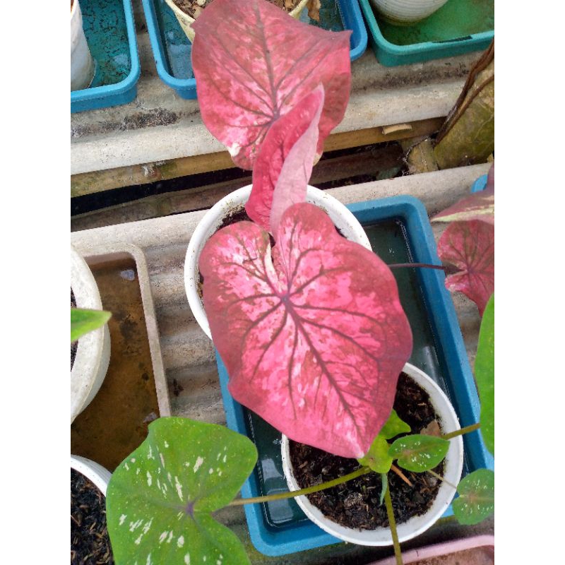 keladi thailand