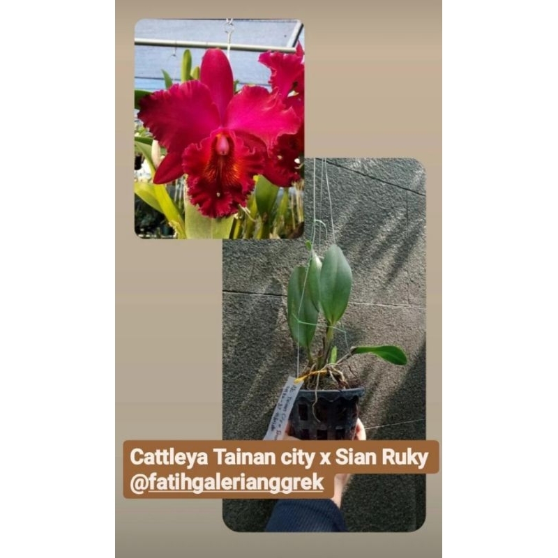 Anggrek Catleya dewasa