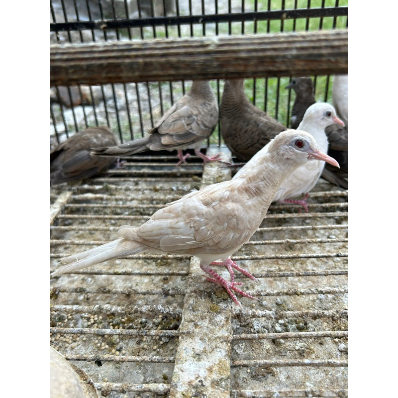 Perkutut Udan Mas Mata Merah