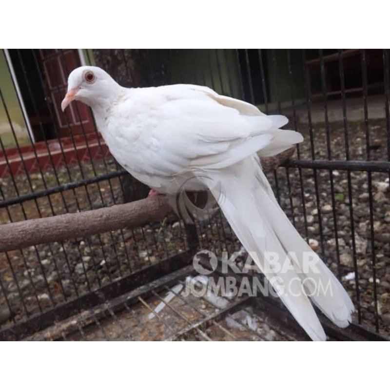 BURUNG PUTER PUTIH DAN COKLAT GACOR