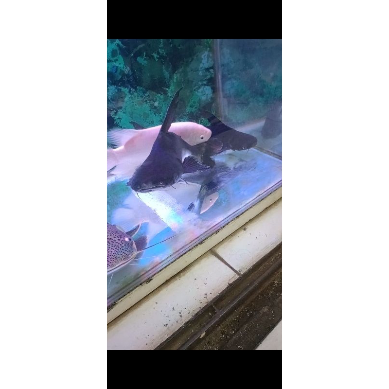 ikan Genghis Khan jumbo