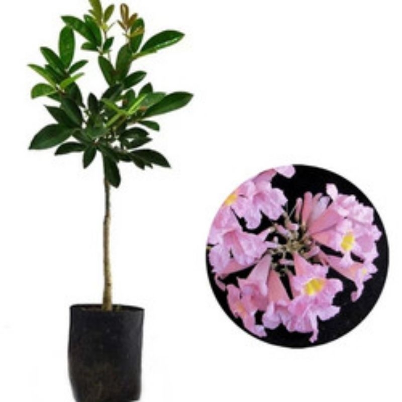 BIBIT TABEBUYA BUNGA PINK TINGGI 1 METER