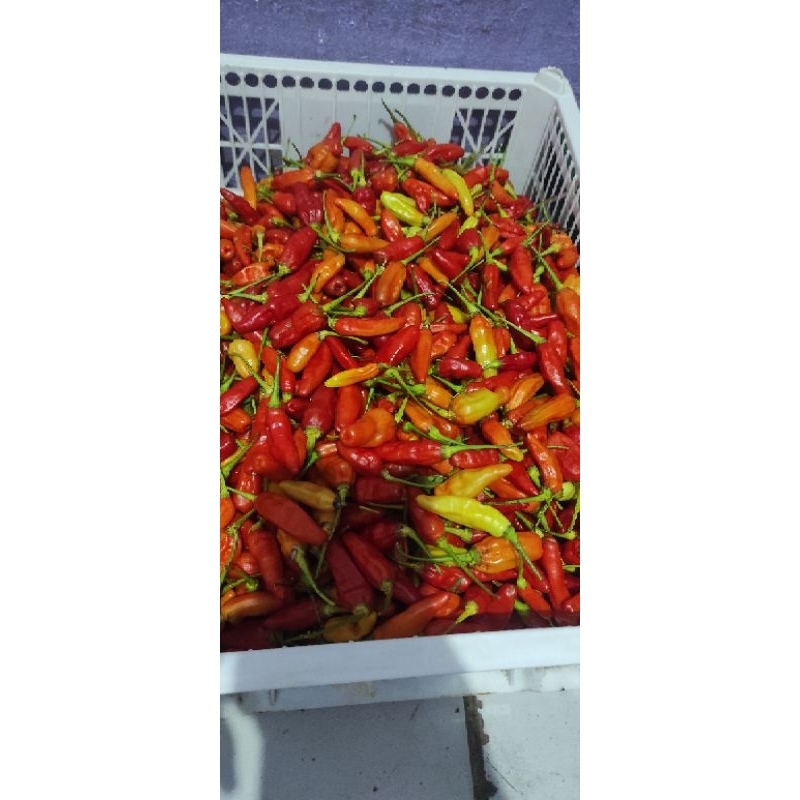 

ORDERAN KHUSUS CABE