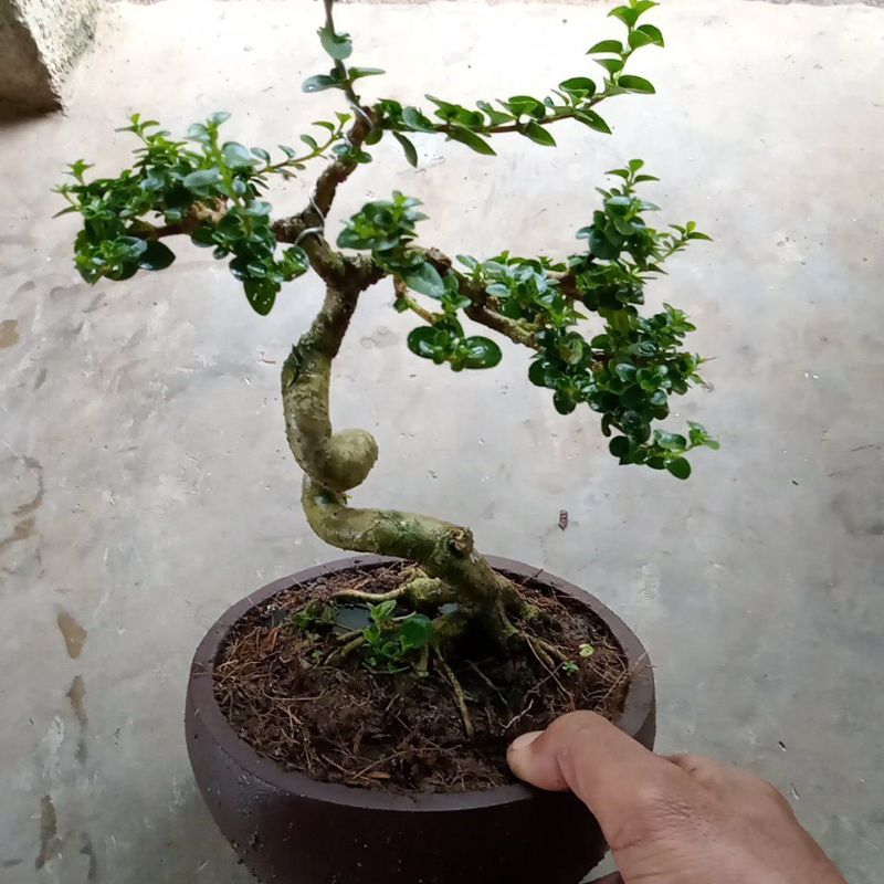 Bonsai sancang mame cakep