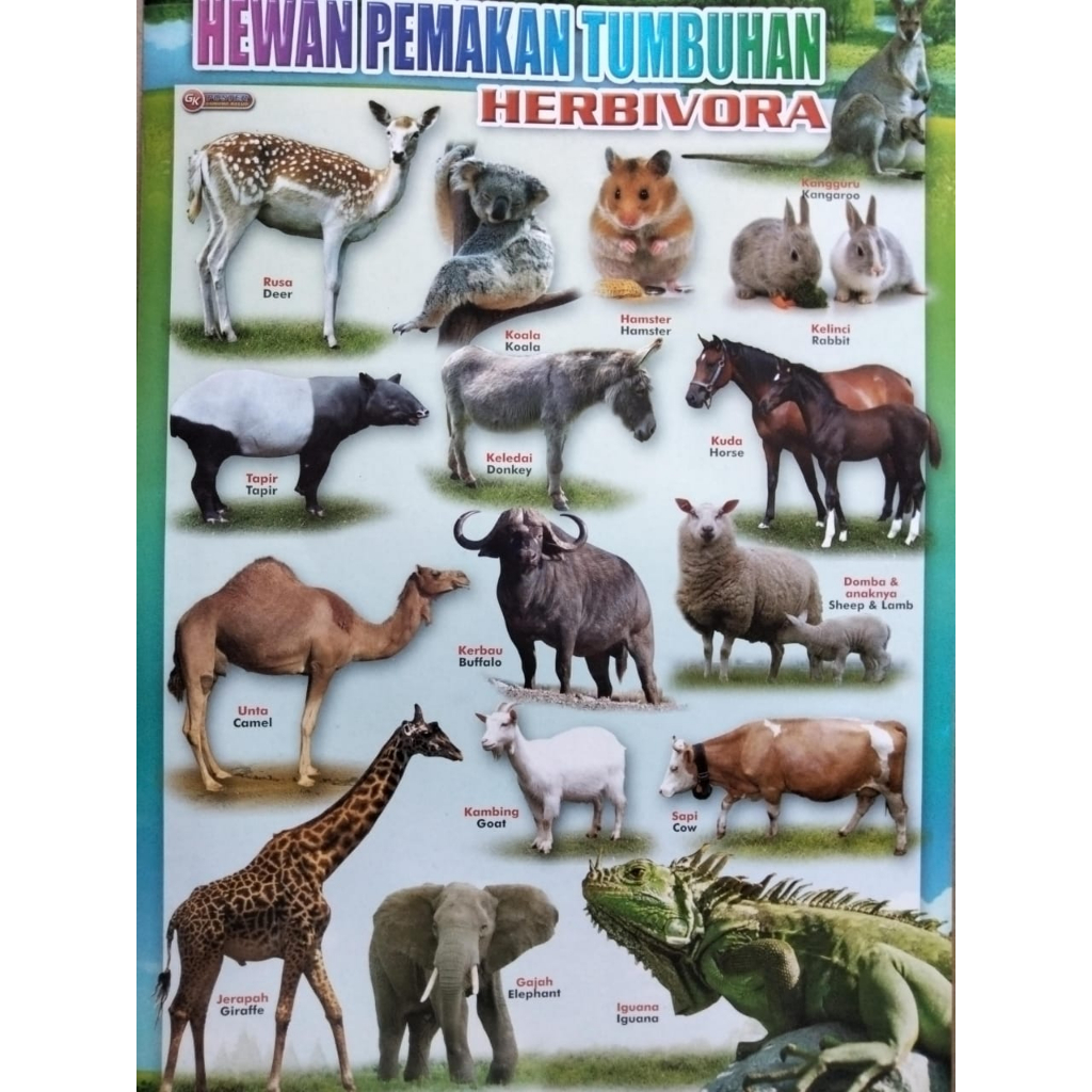 poster pengenalan satwa pemakan tumbuhan/ hewan herbivora