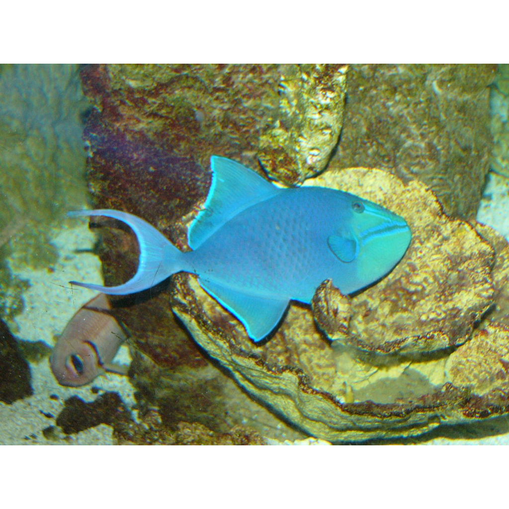 Triger Biru / Niger Triggerfish / ikan hias air laut / Tankmate Nemo