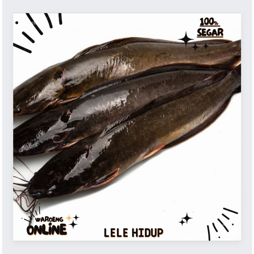 

Ikan Lele Hidup 500gr