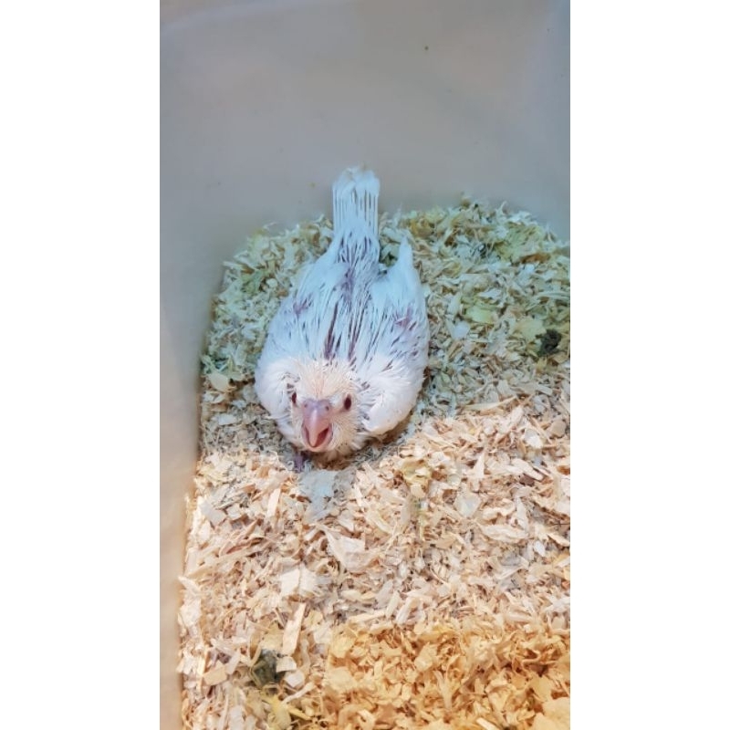 Pajangan Falk Albino Cockatiel Jinak