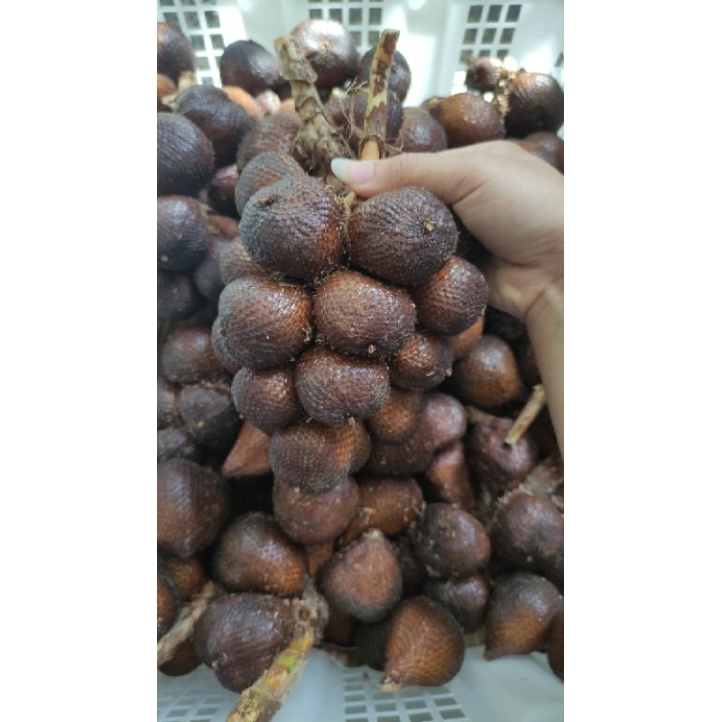 

Salak gula bali