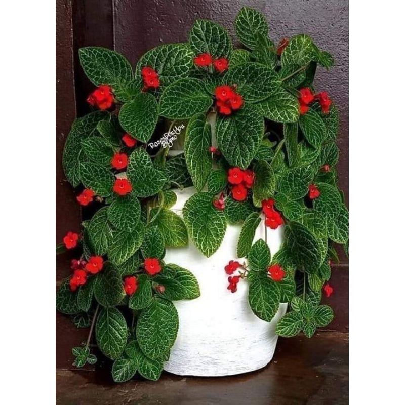 (BELI 5 GRATIS 1) Episcia Bunga Episcia merah kuning