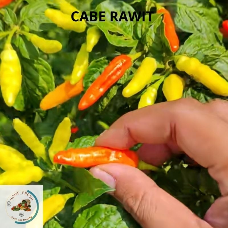 

Cabe Rawit Hijau Merah Pedas Segar 500 Gram