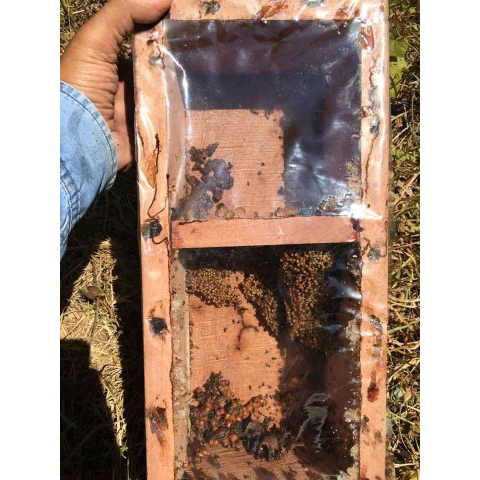 Bibit Lebah Klanceng / Trigona / Klanceng / Kelulut jenis lebah klanceng / Lanceng kelulut