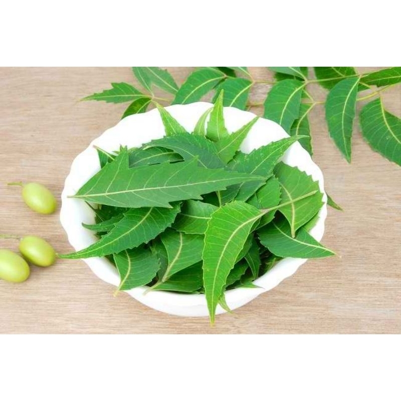 

DAUN KARI/Salam koja atau temurui, sicerek, ki becetah, korokeling