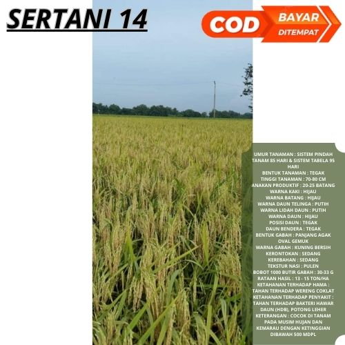 Benih Bibit Padi Unggul Bibit Sertani 14 5 kg Unggul