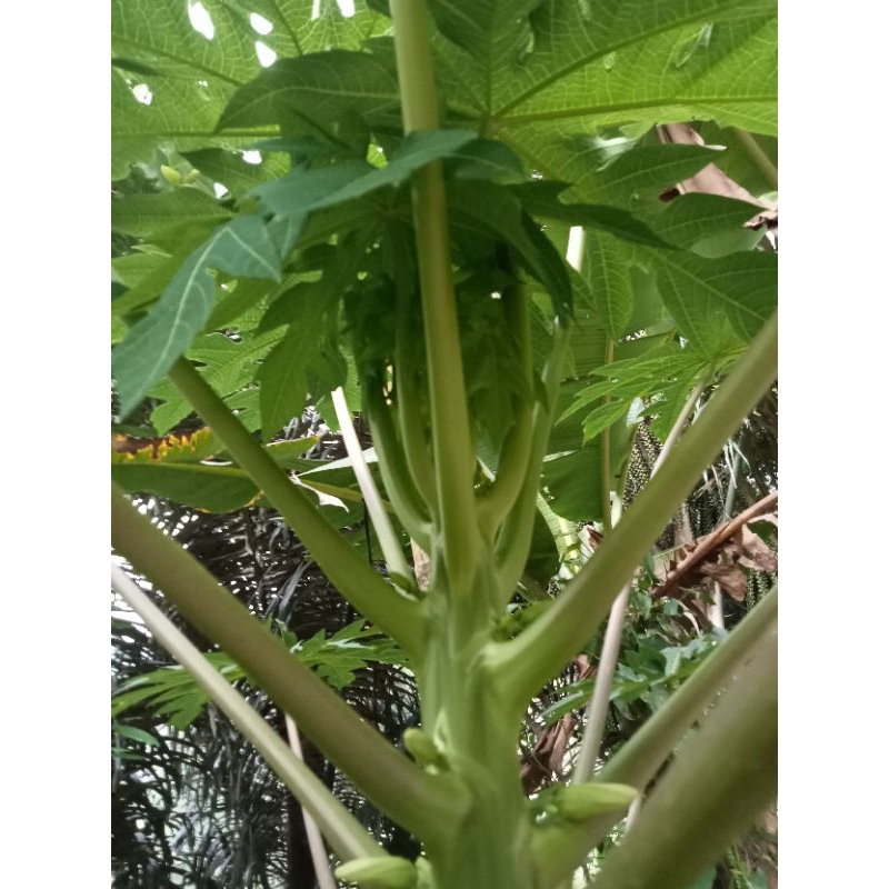 

Jual Batang dan daun pepaya Muda segar