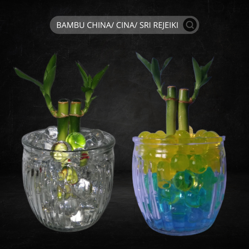 Bambu Hocky, Bambu China, Sri Rejeki, bambu hoki, cina, bambu, termurah, ori, solo