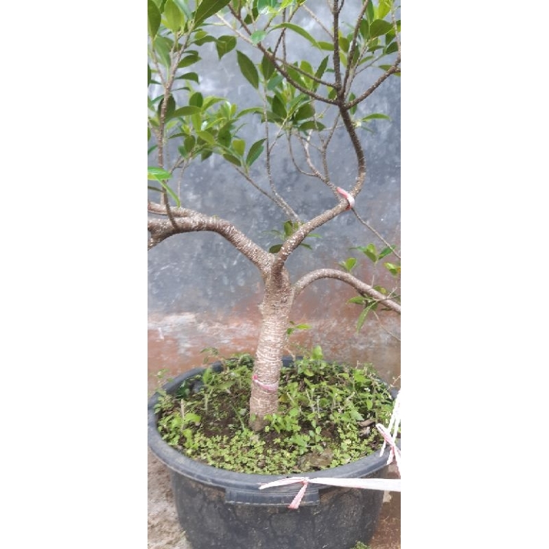 Bahan bonsai beringin kimeng