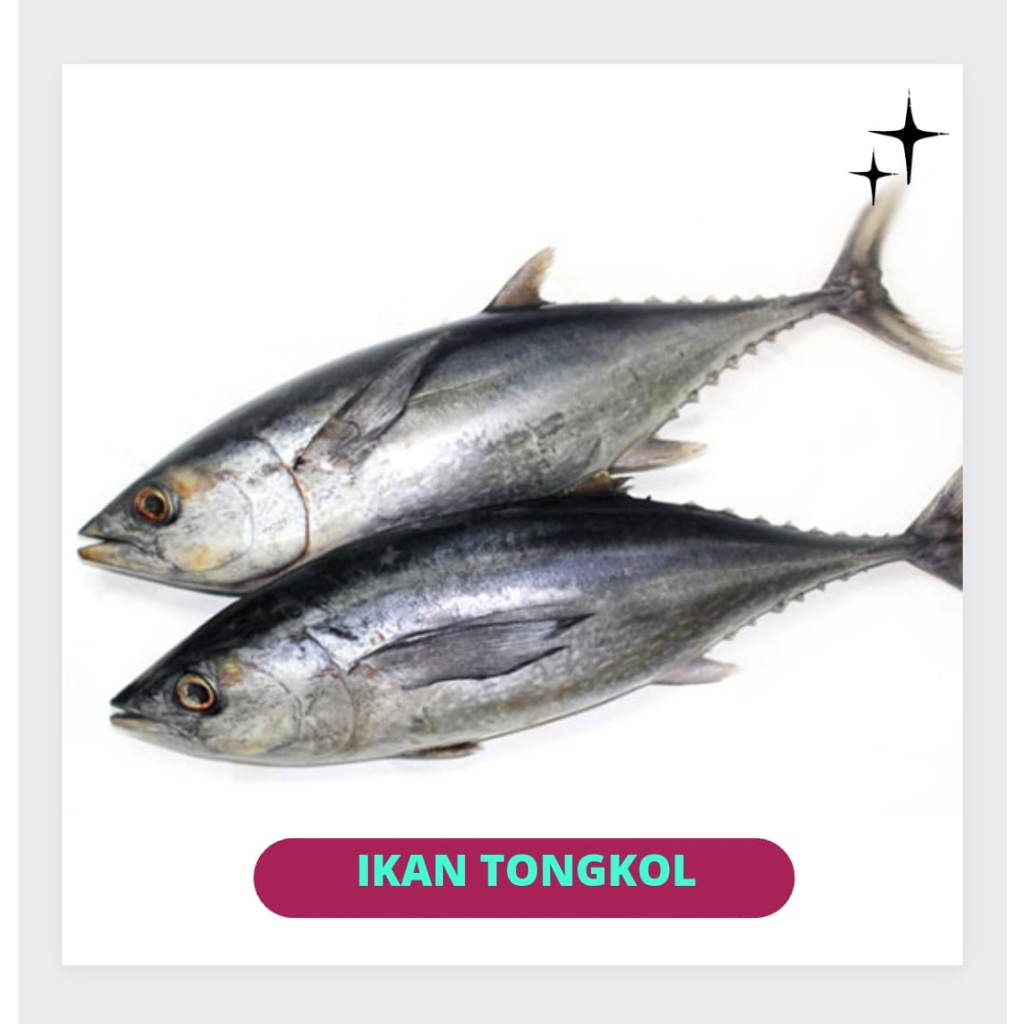 

Ikan Tongkol Segar 1Kg