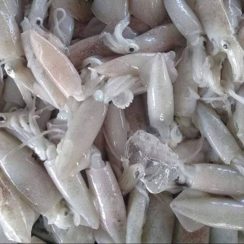 

baby cumi cumi segar harian hasil laut segar seafood segar 1 kg